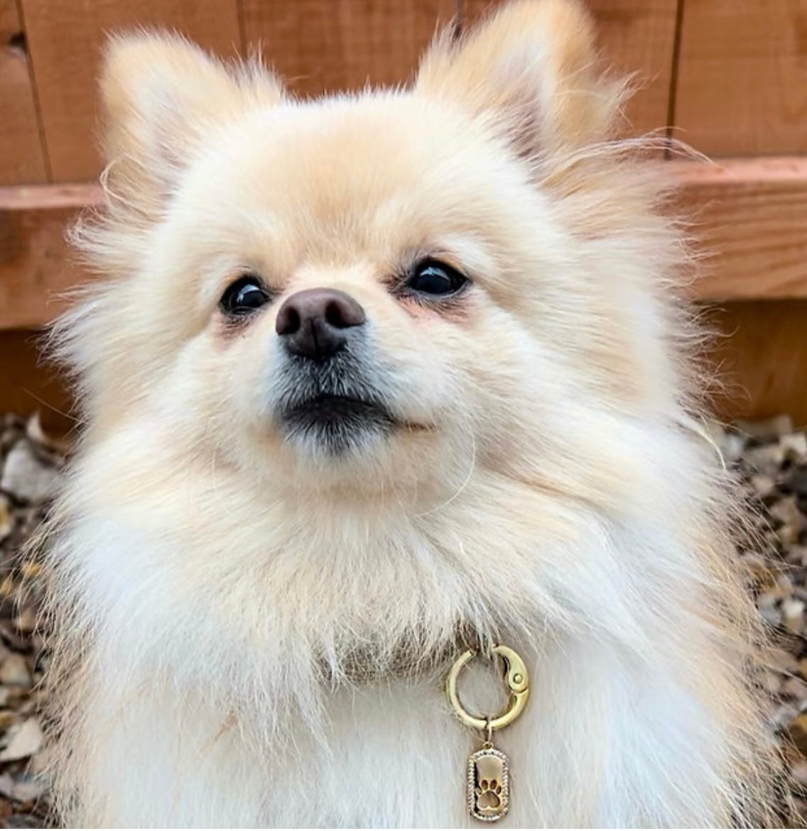 Blingy Paw