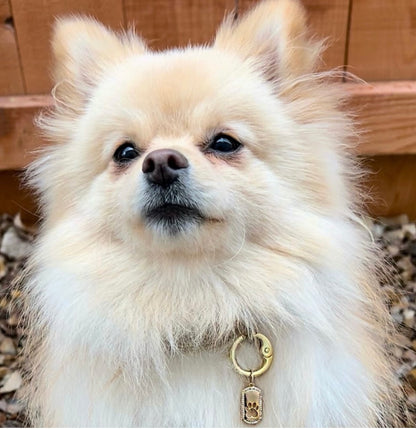 Blingy Paw